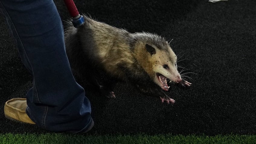 possum disrupts tcu texas tech game goes viral after being dragged off the field