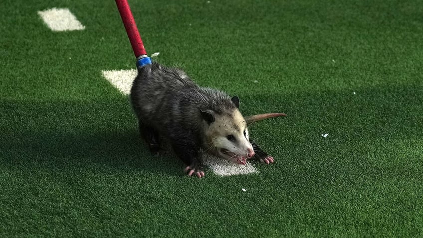 possum disrupts tcu texas tech game goes viral after being dragged off the field