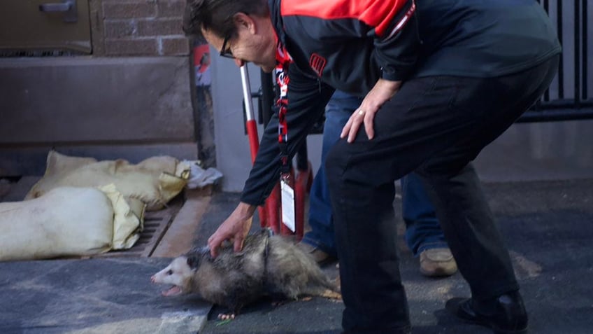 possum disrupts tcu texas tech game goes viral after being dragged off the field