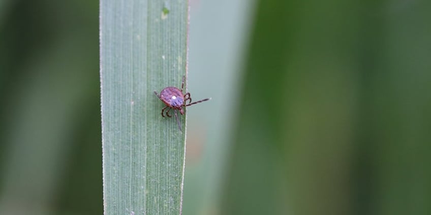 potentially life threatening health scare on the rise in virginia as department of health cdc issue warning