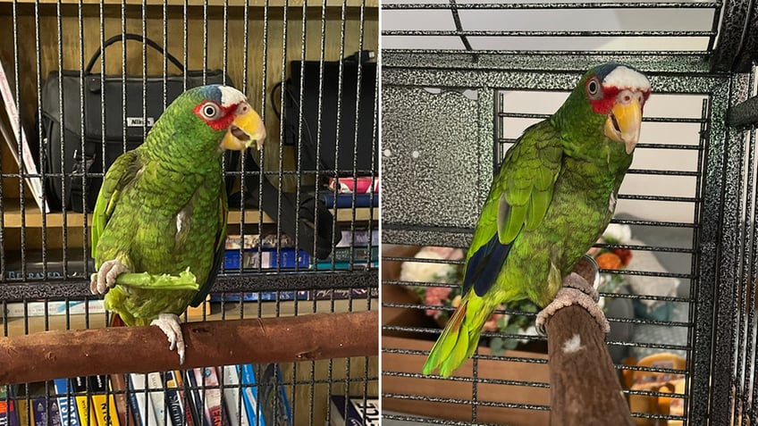 Pepper the cursing parrot