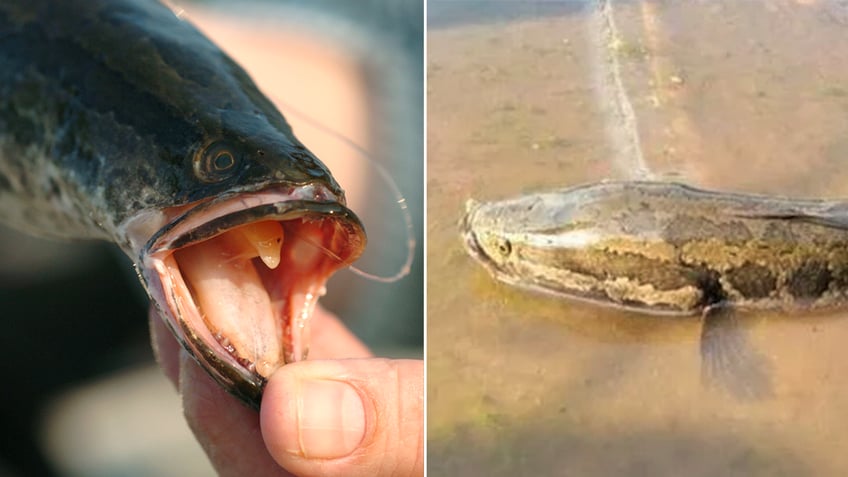 northern snakehead split