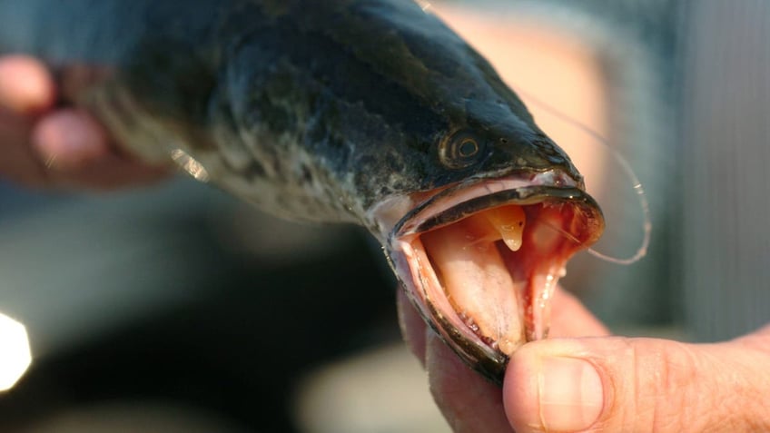 northern snakehead