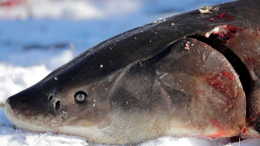 Wisconsin sturgeon