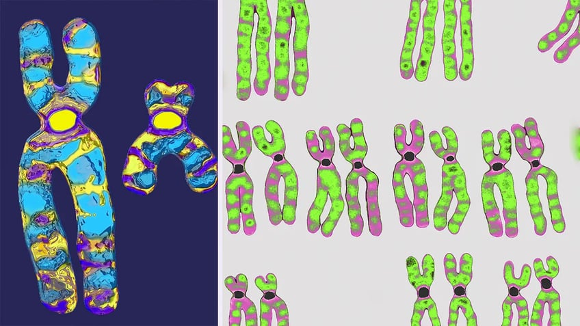 professor says he was discriminately fired for teaching sex was determined by chromosomes x and y