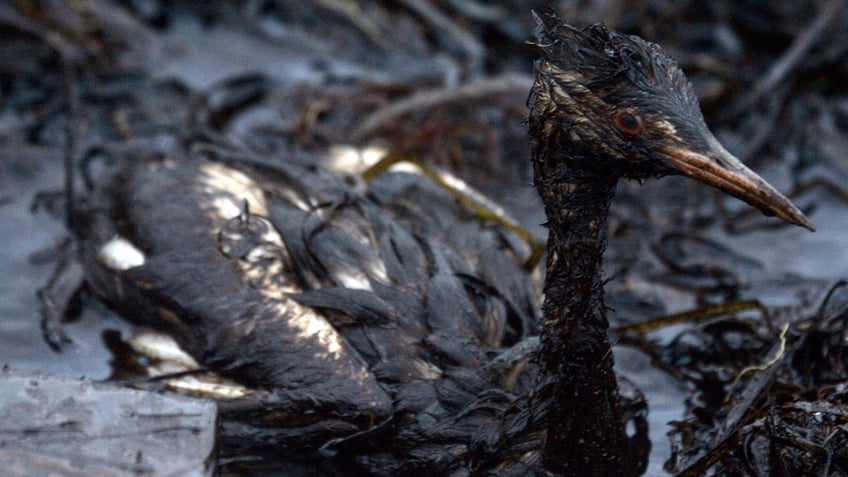 professor urges others to celebrate queerness of birds made infertile by pollution fun to be f ed up