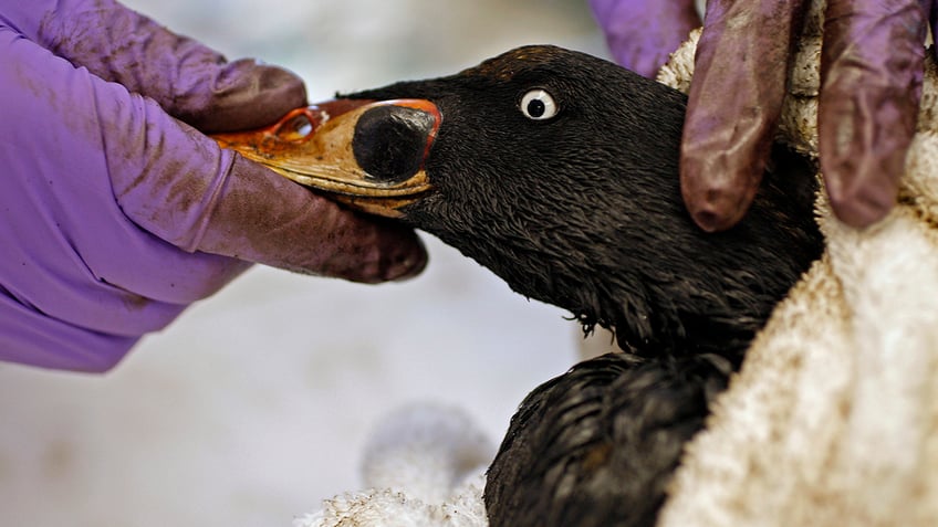 professor urges others to celebrate queerness of birds made infertile by pollution fun to be f ed up