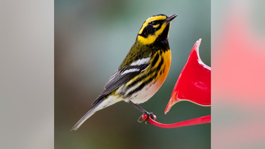 prominent bird group to rename avians connected to racism slavery robbers of indigenous graves