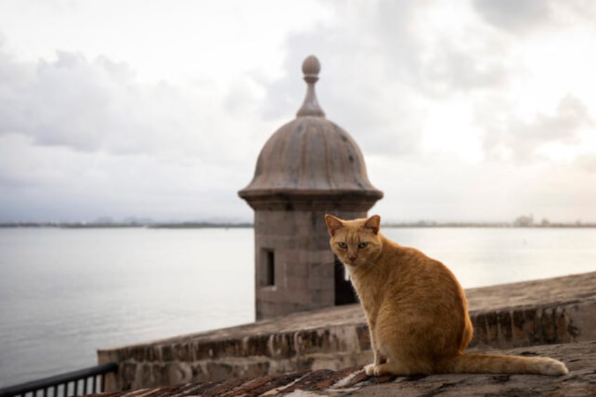 puerto ricos famous stray cats will be removed from grounds surrounding historic fortress