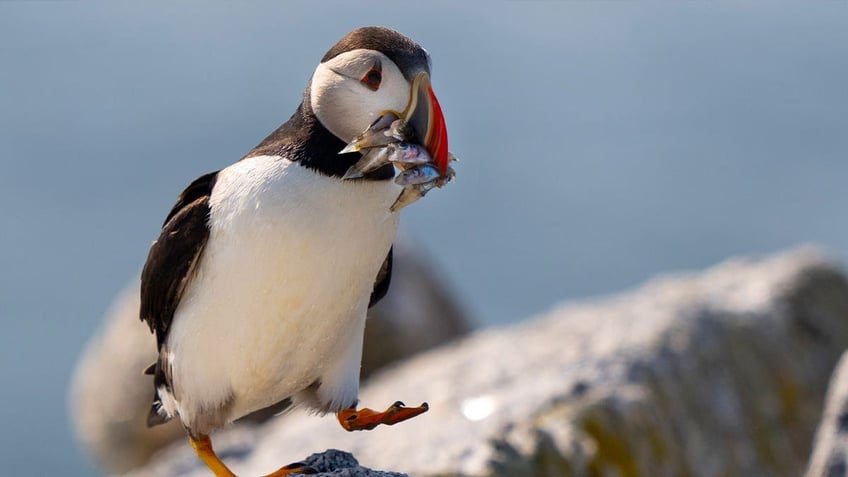 puffin colonies in maine recover population is stable and it could still be growing