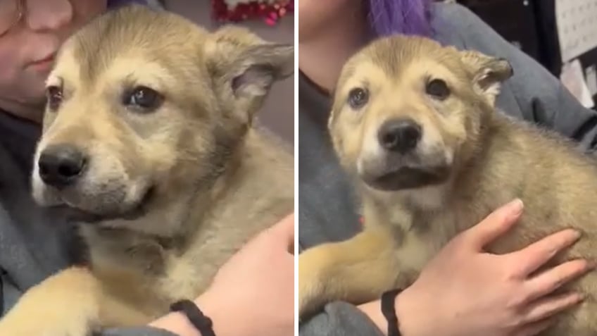 Split image of puppies