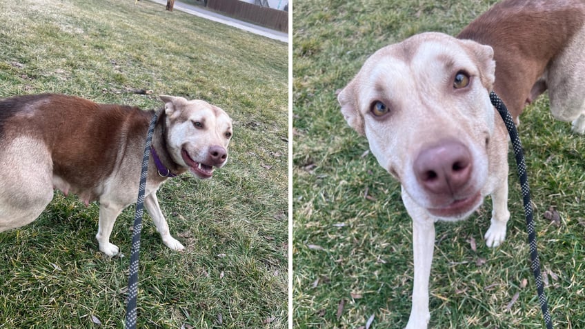 Split image of smiling mama dog