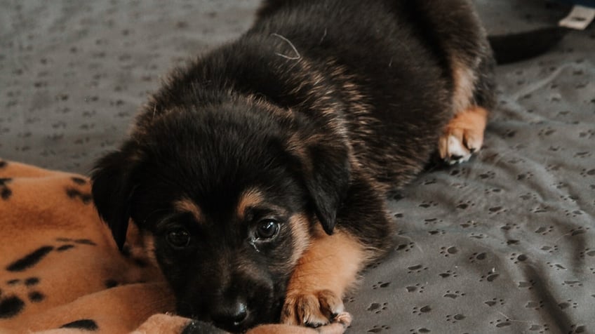 a puppy lying down