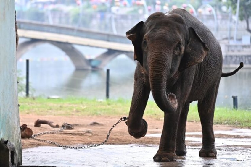 push to free chained elephants at hanoi zoo