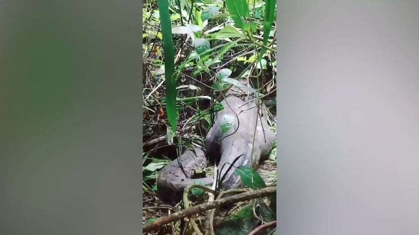 A python is seen with a massive bulge in its stomach after it swallowed a woman whole.