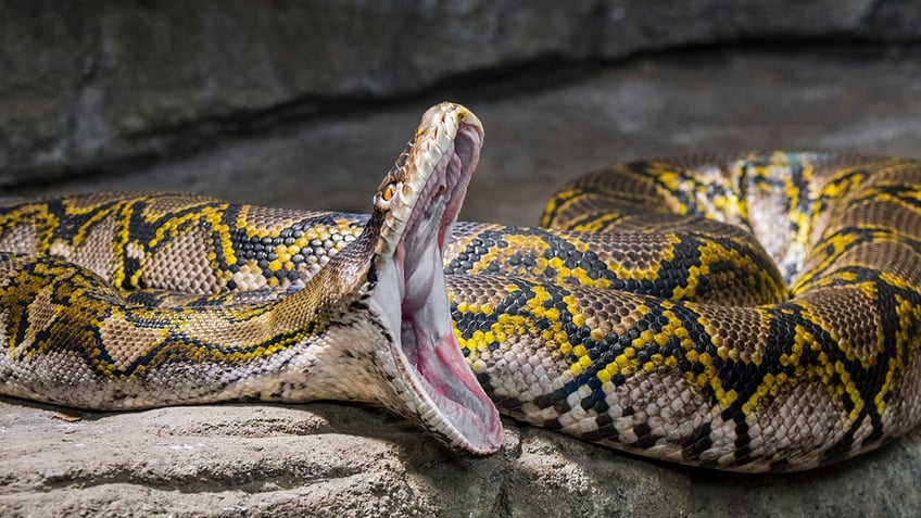 Reticulated Python