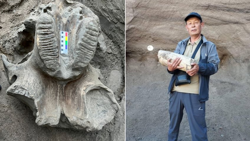 Split image of mammoth bones and man holding tooth