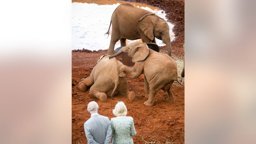 queen camilla gives king charles a love tap during kenya state visit