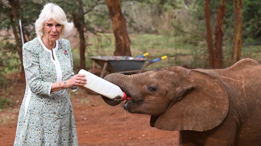 queen camilla gives king charles a love tap during kenya state visit