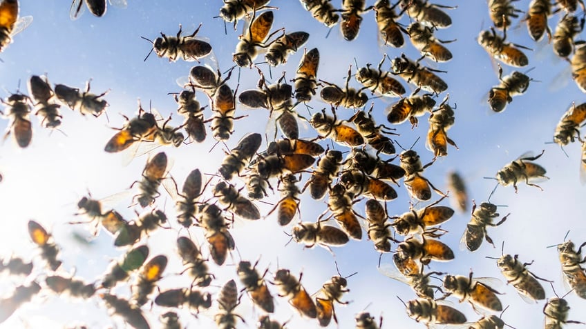 quite the scene 5 million bees loose after falling off truck outside toronto