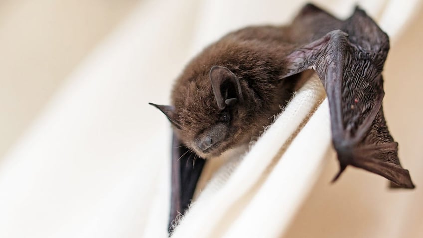 rabid bats found in utah prompting warning from health officials