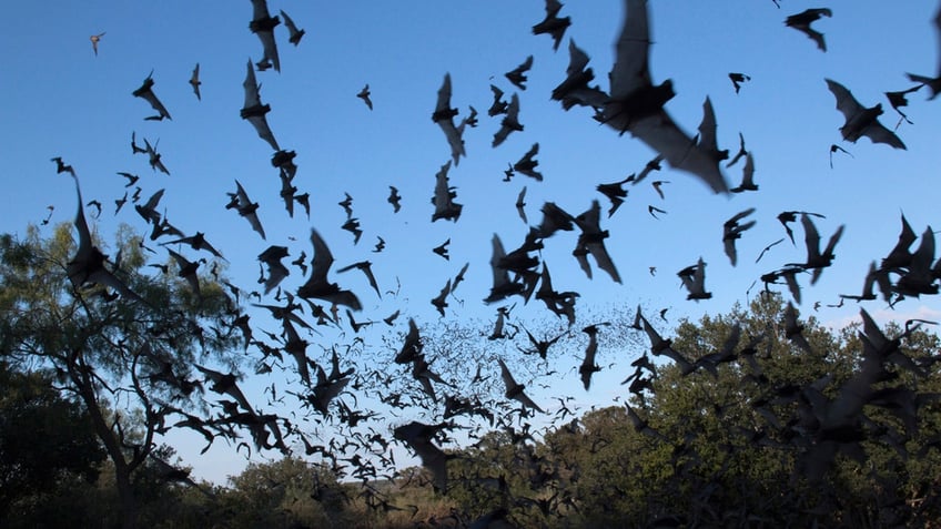 rabid bats found in utah prompting warning from health officials