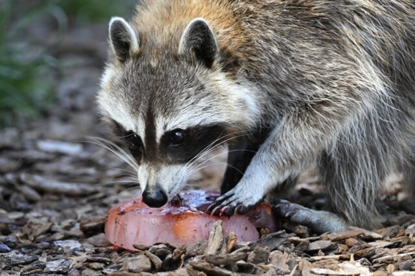 A racoon invaded the field in the MLS game between the Philadelphia Union and New York Cit