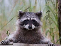 Raccoon roundworm infections reported in Los Angeles County, health officials warn