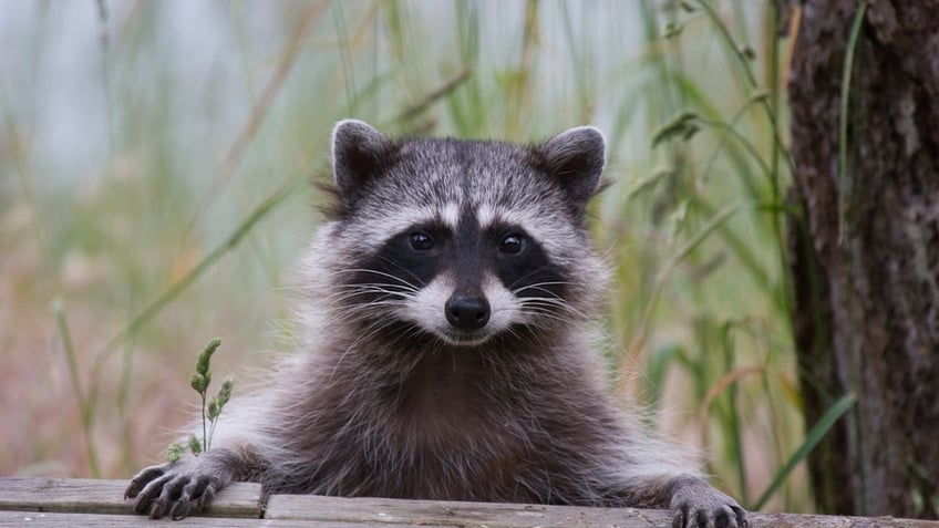 Raccoon at fence