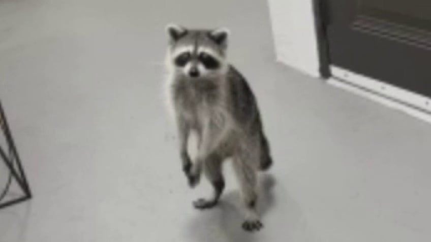 Raccoons steal DoorDash order