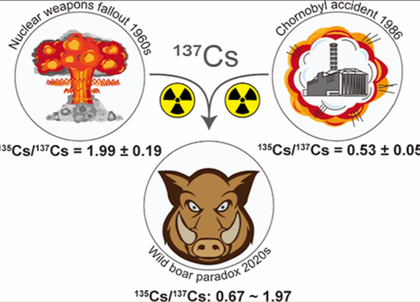 radioactive wild boar roam central europe