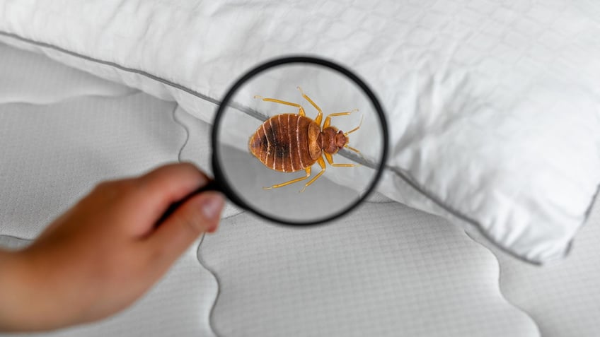 raging bedbug infestation at iowa senior living apartment complex leads to lawsuit pay special attention