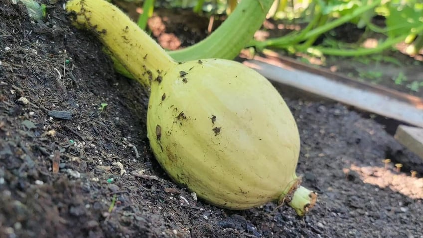 Future giant pumpkin