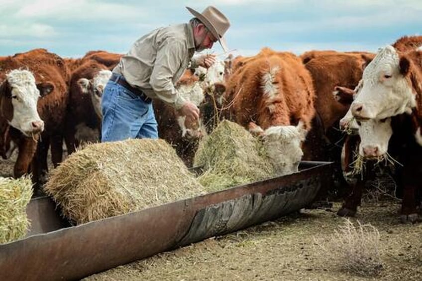 rancher record high beef prices may be new norm