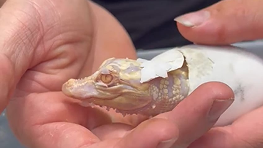 albino gator