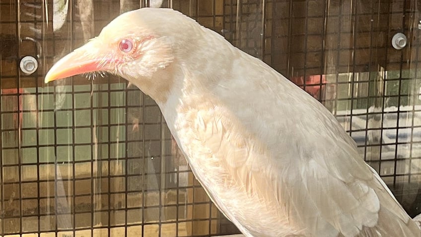 rare albino crow found in connecticut unable to fly a special bird