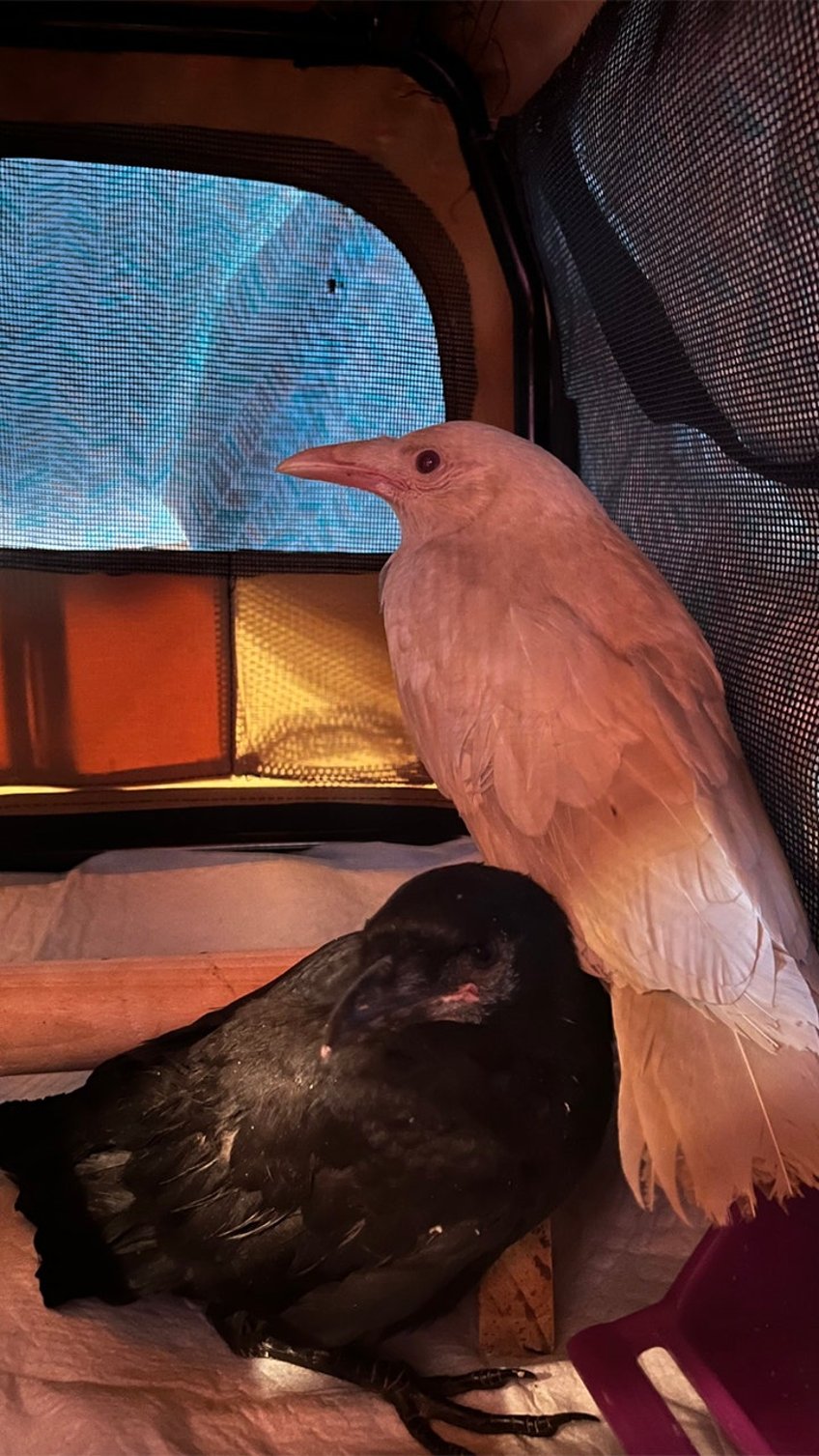 rare albino crow found in connecticut unable to fly a special bird