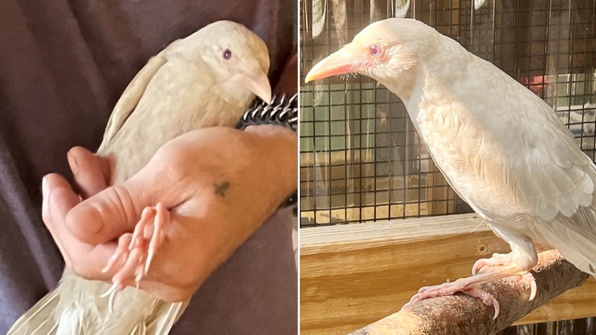 rare albino crow found in connecticut unable to fly a special bird