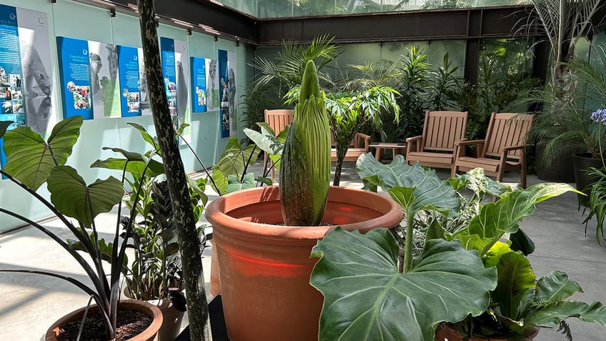 corpse flower como conservatory