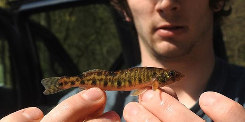 rare fish endangered in two us states has researchers working to save species from extinction