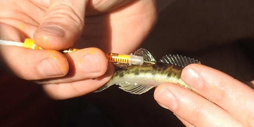 rare fish endangered in two us states has researchers working to save species from extinction
