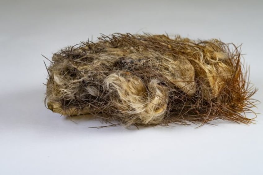 This undated image released by the Florida Museum shows the thick hair and spines blanketi