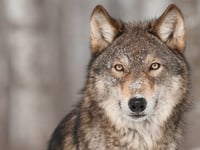 Rare gray wolf hunted in Michigan currently under investigation