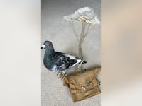 Rare pigeon parachute used to carry messages amid WWII found in old shoebox