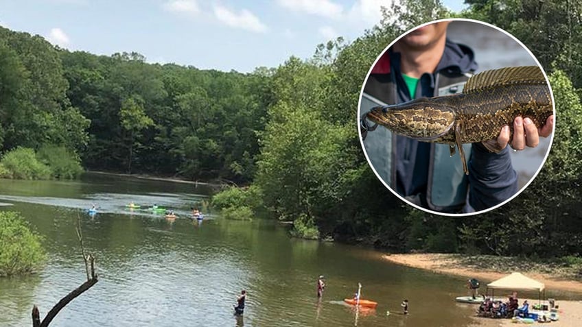 norther snakehead fish caught in Missouri