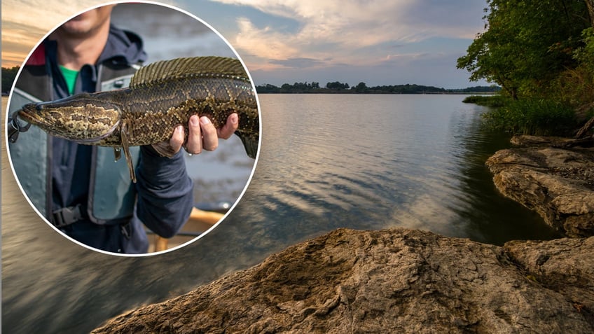 northern snakehead fish split