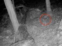 Rare species of rodent captured on West Virginia trail camera