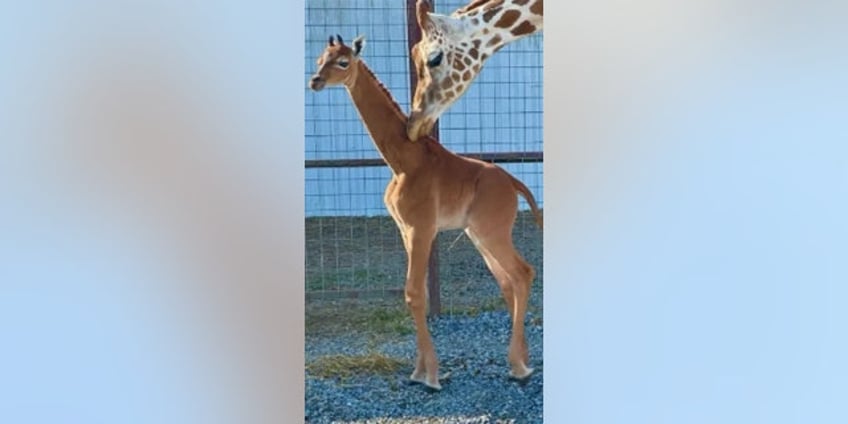 rare spotless giraffe born at tennessee zoo believed to be only one in the world