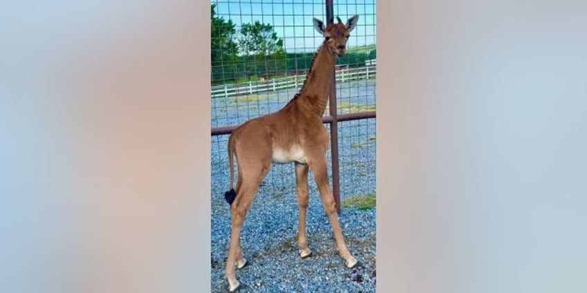 rare spotless giraffe born at tennessee zoo believed to be only one in the world