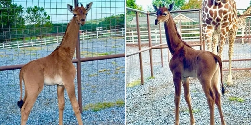 rare spotless giraffe born at tennessee zoo believed to be only one in the world